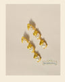 golden-pearl-earrings-01